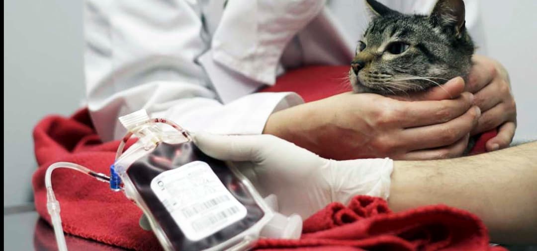 Capa Medicina Transfusional em Pequenos Animais