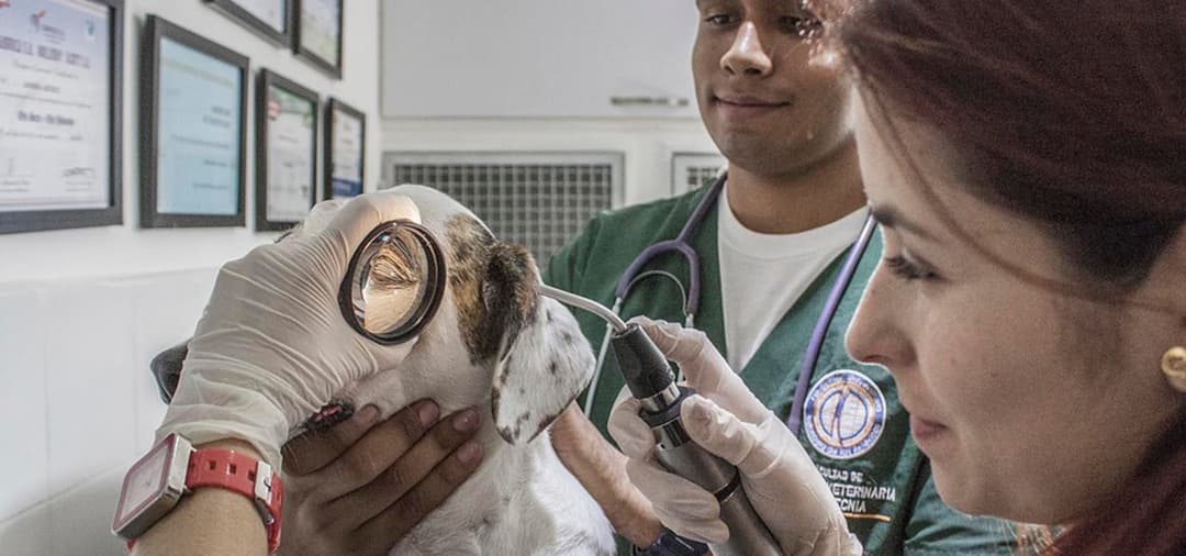 Capa Terapia Farmacológica das Afecções Oculares