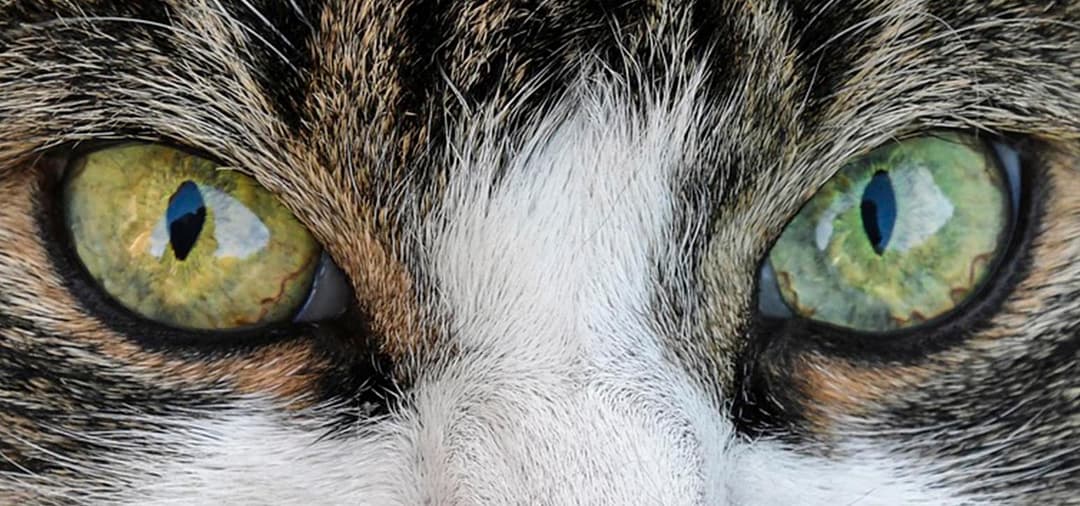Capa O Paciente Felino