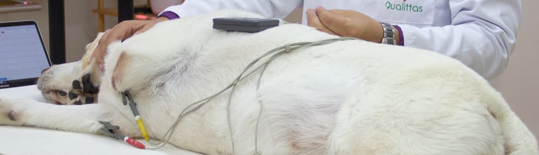 Capa Eletrocardiografia para o Clínico de Pequenos Animais