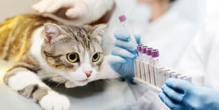 Capa Patologia Clínica Na Medicina Veterinária