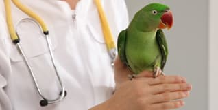 Capa Clínica e Cirurgia de Aves