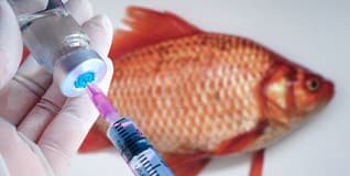 Capa Clínica e Cirurgia de Peixes