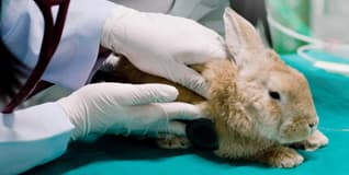 Capa Clínica e Cirurgia de Mamíferos Pet