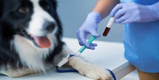 Capa Hematologia Veterinária