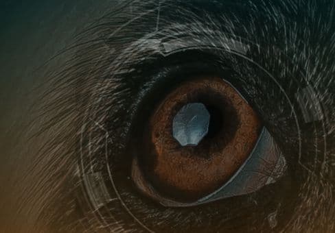 Capa O Essencial da Oftalmologia Veterinária para o Clínico Geral