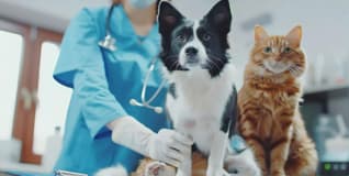 Capa Clínica Médica e Cirurgia de Cães e Gatos