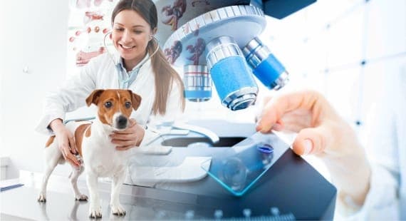 Capa Interpretação De Exames Laboratoriais