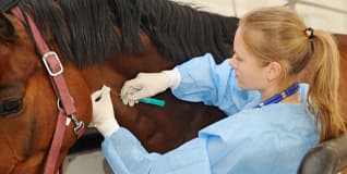 Capa Clínica Médica e Cirúrgica do Equino Atleta
