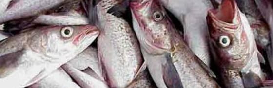 Capa Tecnologia Inspeção e Sanidade do Pescado
