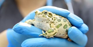 Capa Clinica Médica e Cirúrgica de Animais Selvagens e Exóticos