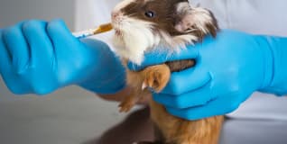 Capa Clinica Médica e Cirúrgica de Pets Exóticos e Animais Silvestres