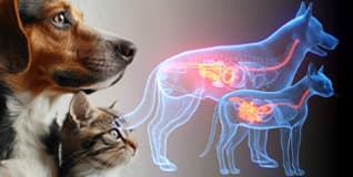 Capa Gastroenterologia de Cães e Gatos