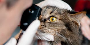 Capa Oftalmologia Veterinária e Microcirurgia Ocular