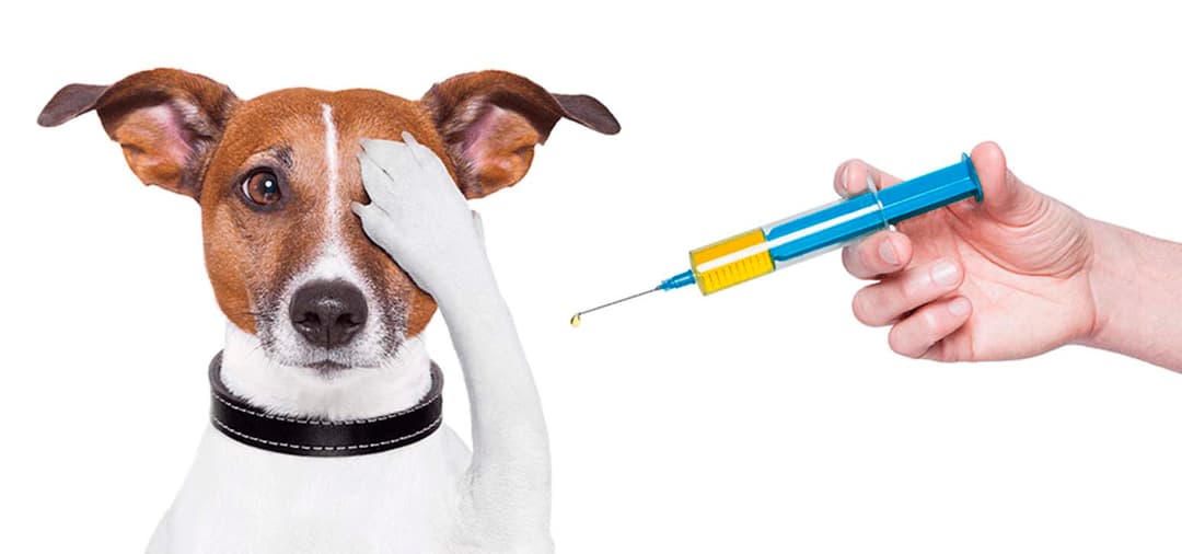 Capa Anestesiologia: Intravenosa (TIVA) e Inalatória balanceada (PIVA)
