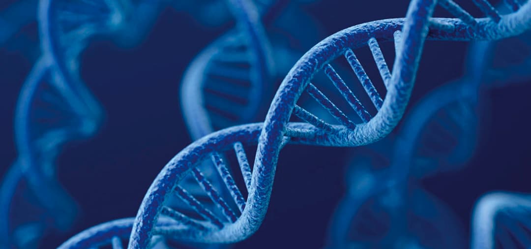 Capa Transplante de Células-Tronco em Medicina Veterinária