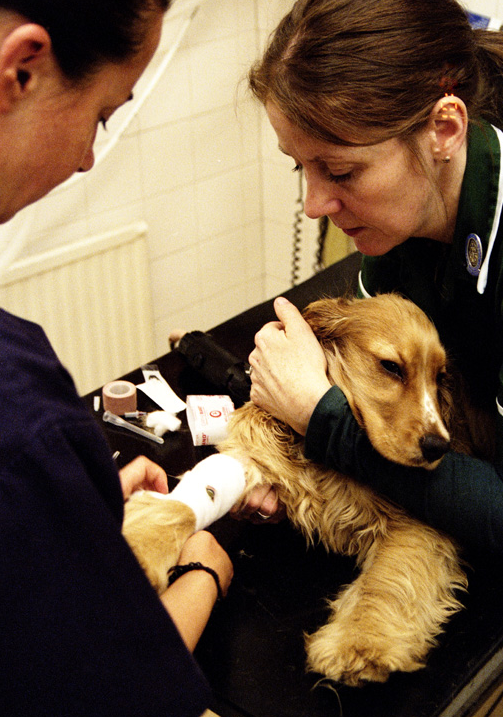 Фрязино ветеринарная клиника Багира. Скорая ветеринарная помощь. Ветеринар офтальмолог. Ветеринар с собакой.