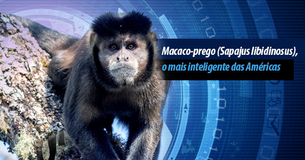 G1 - Macaco-prego é inteligente e pode saltar até três metros de